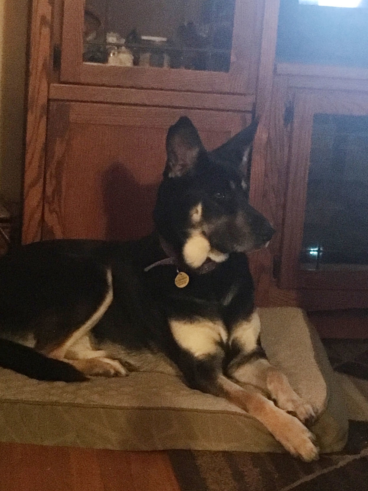 Pic of the Litter: Sadie